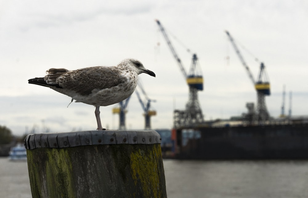 a seagull sitting on a post near a body of water
