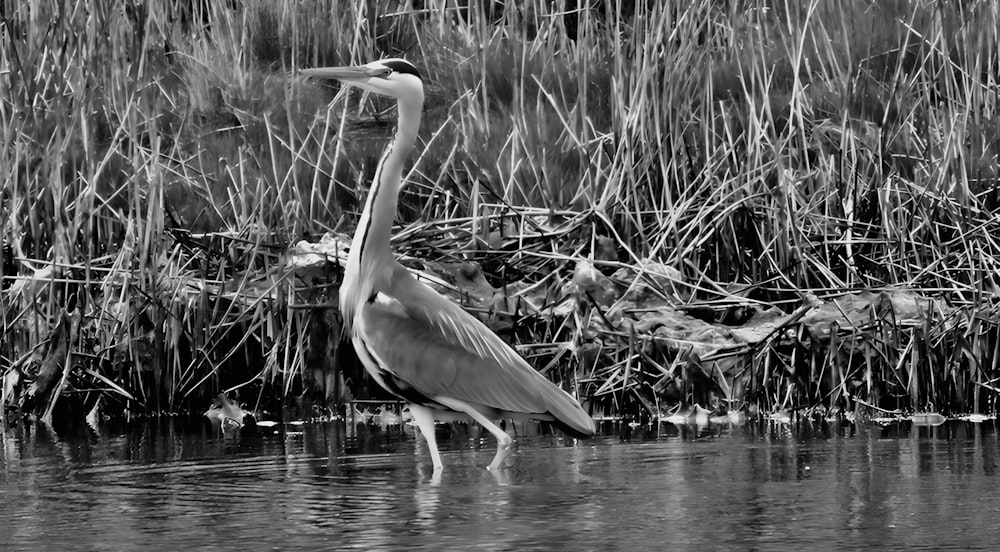 a large bird standing in a body of water