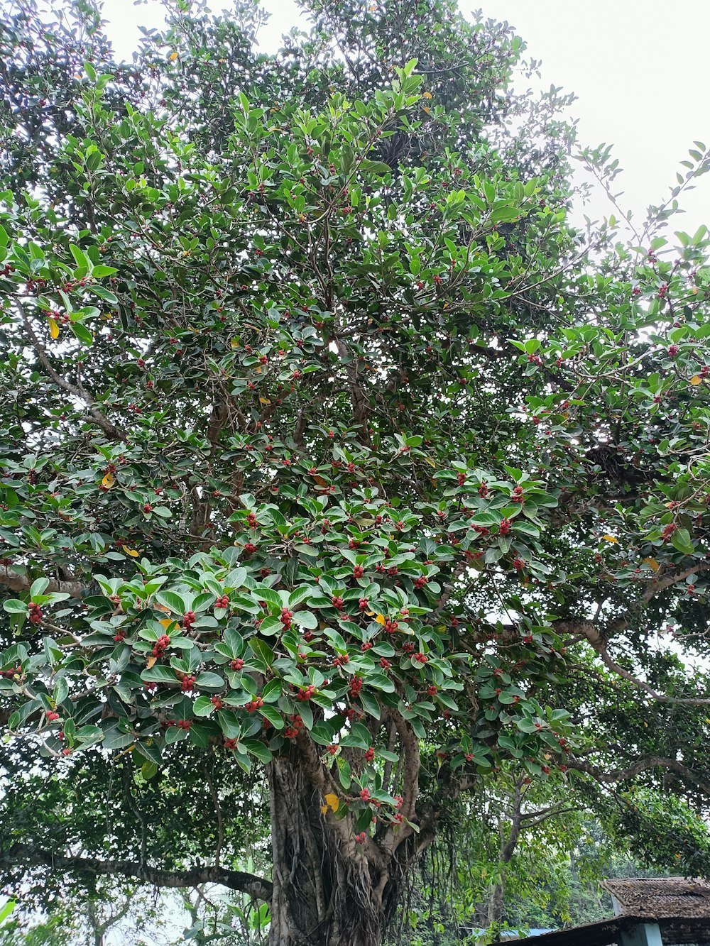 a large tree with lots of red berries growing on it