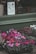 A storefront display featuring vibrant flowers, predominantly in shades of pink and magenta, arranged in pots outside a shop. Above the flowers is a framed sign indicating that upstairs there are art, books, plants, and interiors available.