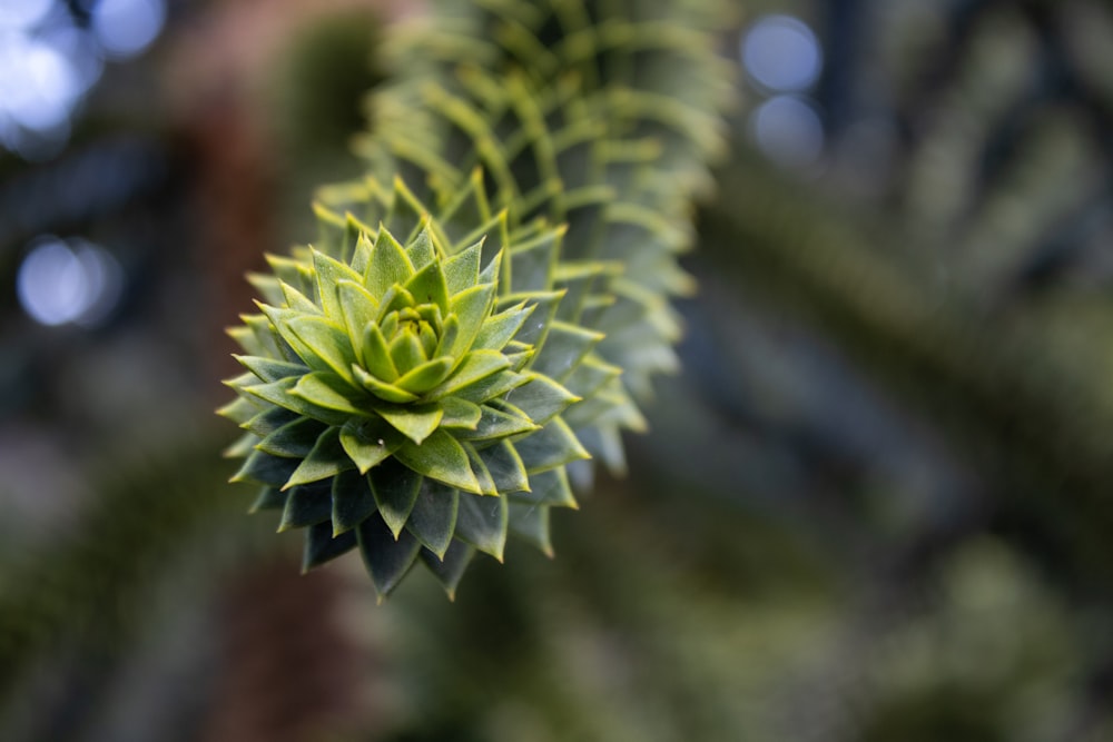 a close up of a green plant with leaves