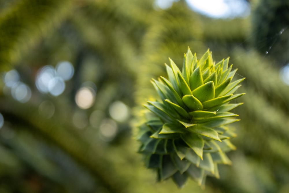 a close up of a green plant with lots of leaves