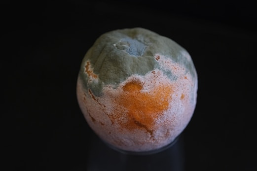 A round fruit that is covered in a thick layer of mold, appearing in shades of green, white, and orange. It is resting on a black background, highlighting the textures and colors of the mold growth.