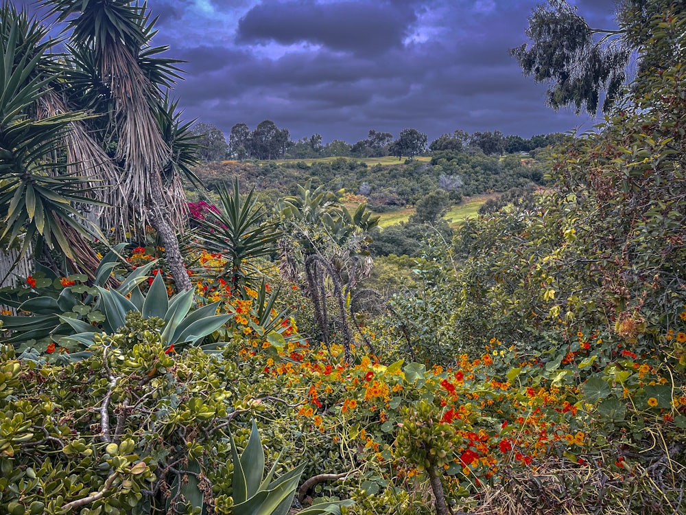 a lush green forest filled with lots of trees