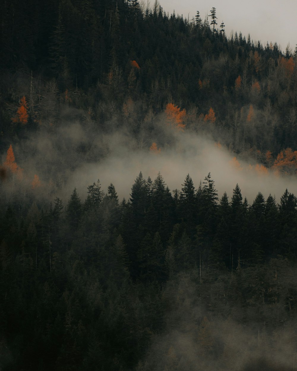 a forest covered in fog with trees in the background