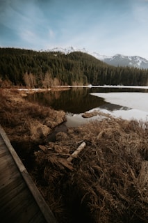 A scenic landscape featuring a tranquil body of water bordered by a dense forest of evergreen trees. Snowy mountain peaks are visible in the background under a clear blue sky. The foreground shows a wooden pathway and dry grass with scattered branches, contributing to a rustic and natural setting.