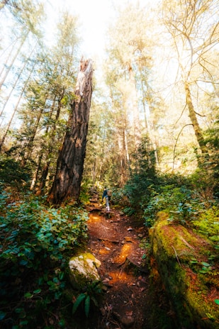 A rugged backpack strapped to a hiker’s back amidst a forest trail.