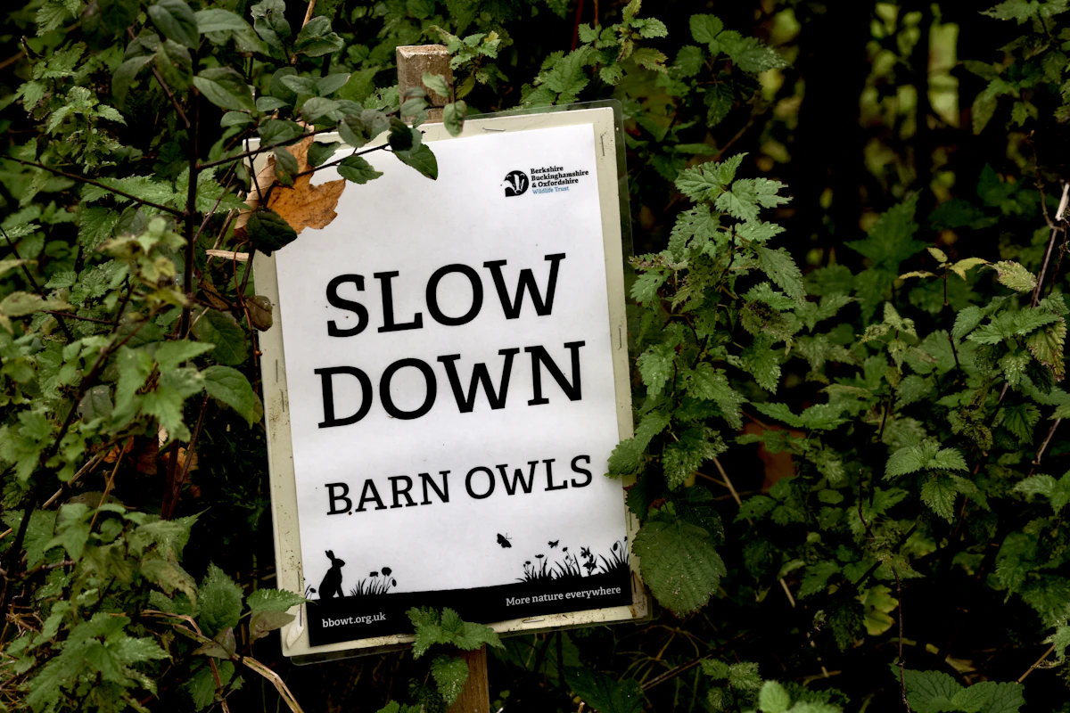 Conceptual illustration about the call to slow down AI