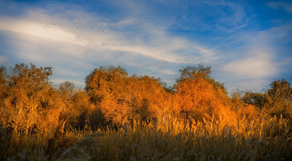 a field of tall grass with trees in the background