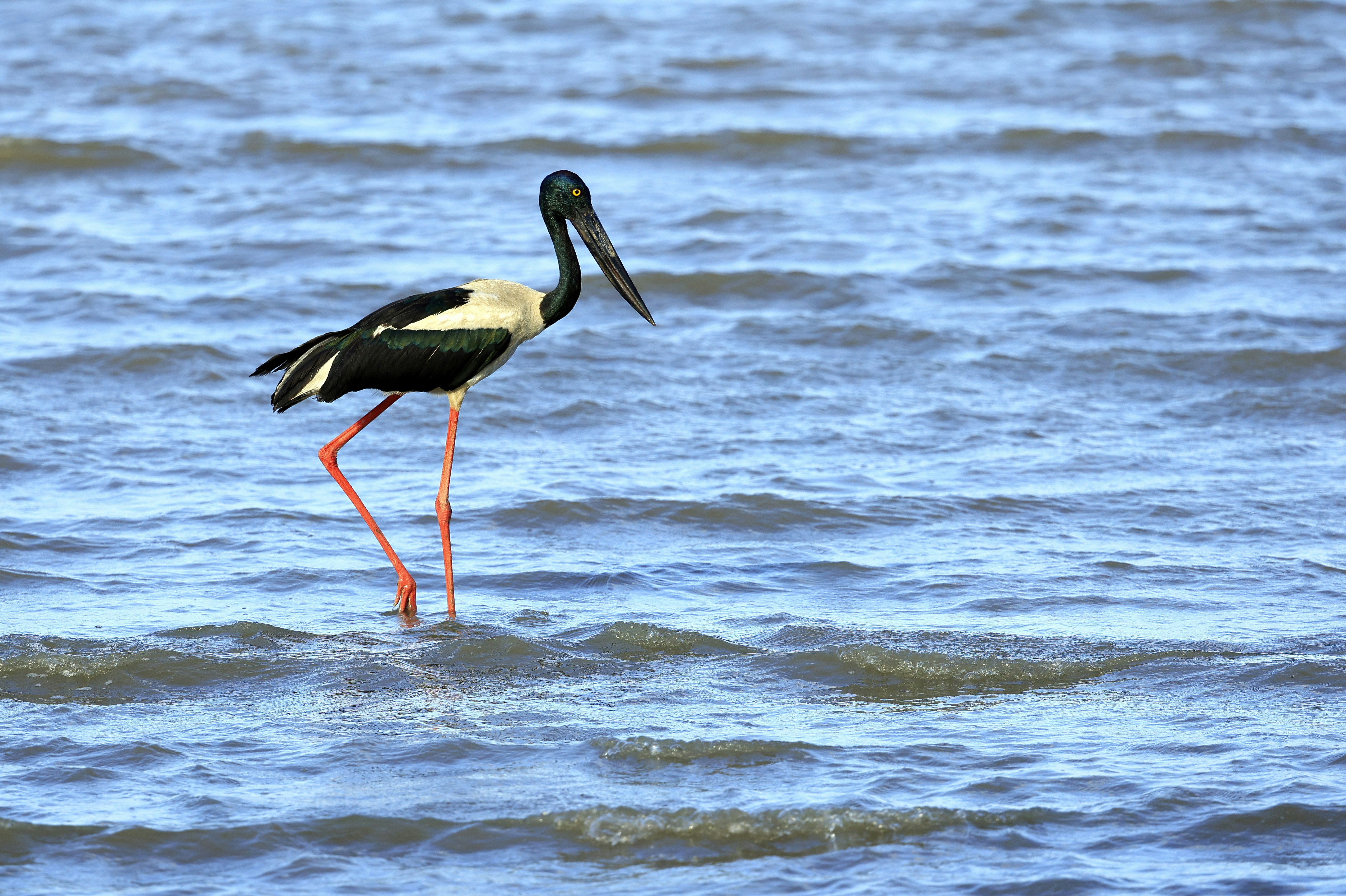 a black and white bird standing in the water