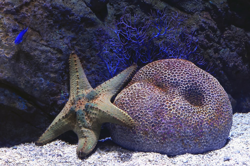 a starfish is sitting on a rock in an aquarium