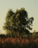 A serene landscape showcasing a strong tree symbolizing growth.