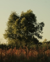 A serene Indian landscape featuring the sacred neem, peepal, and bargad trees bathed in soft sunlight.