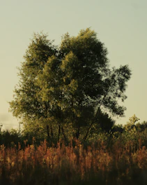 A serene oak tree standing tall in a peaceful Virginia landscape during golden hour.