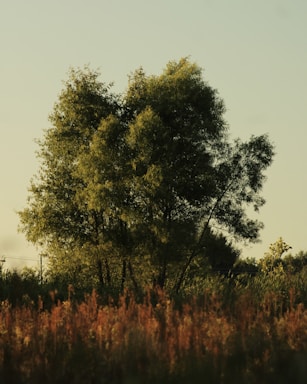 A serene Indian landscape featuring the sacred neem, peepal, and bargad trees bathed in soft sunlight.