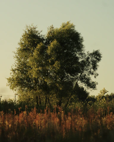 A serene oak tree standing tall in a peaceful Virginia landscape during golden hour.