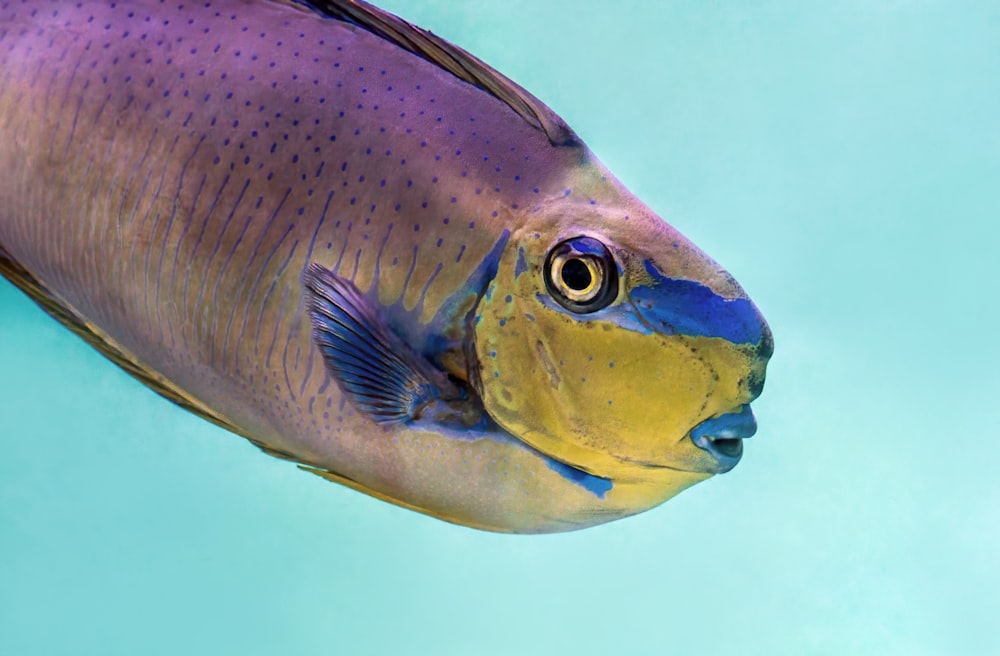 a close up of a fish on a blue background