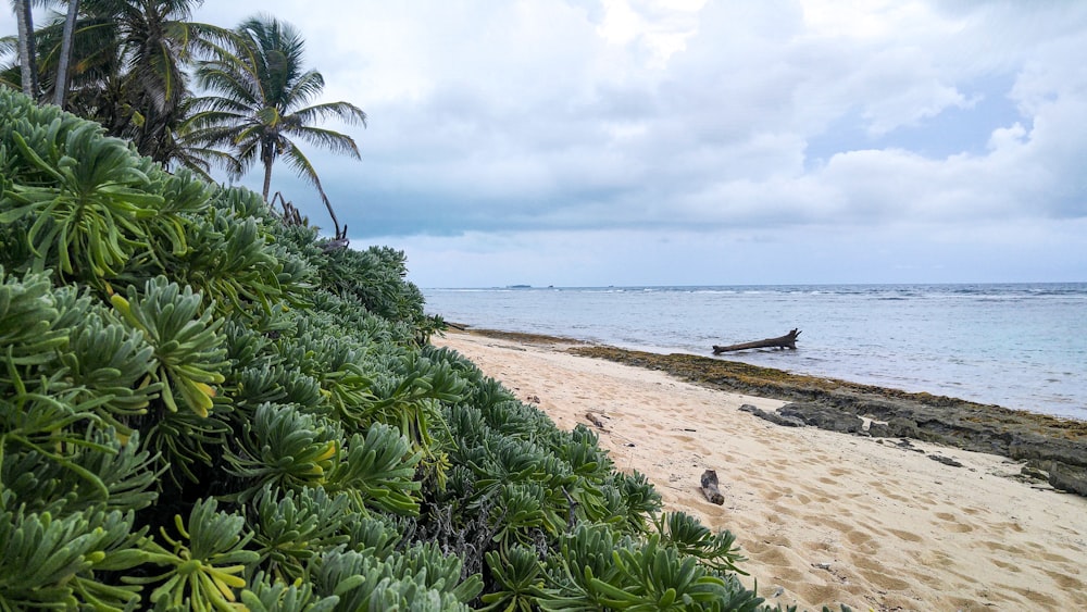 a view of a beach with palm trees and water