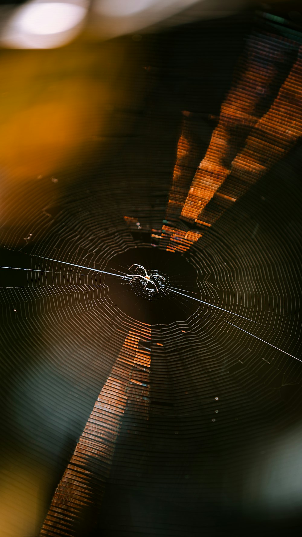 a close up of a spider web with a blurry background