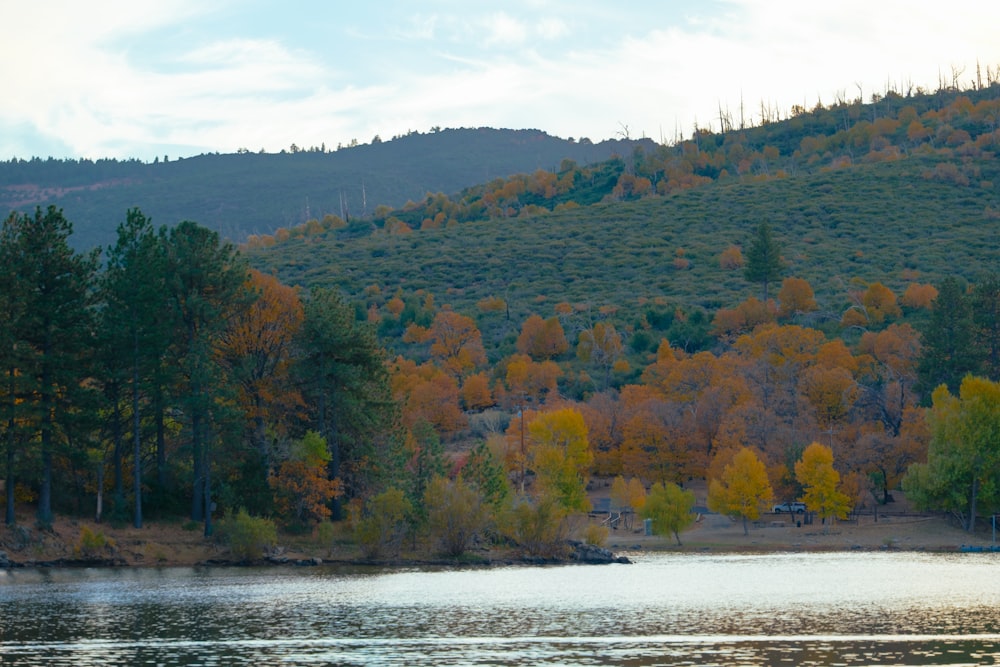 a body of water surrounded by a forest