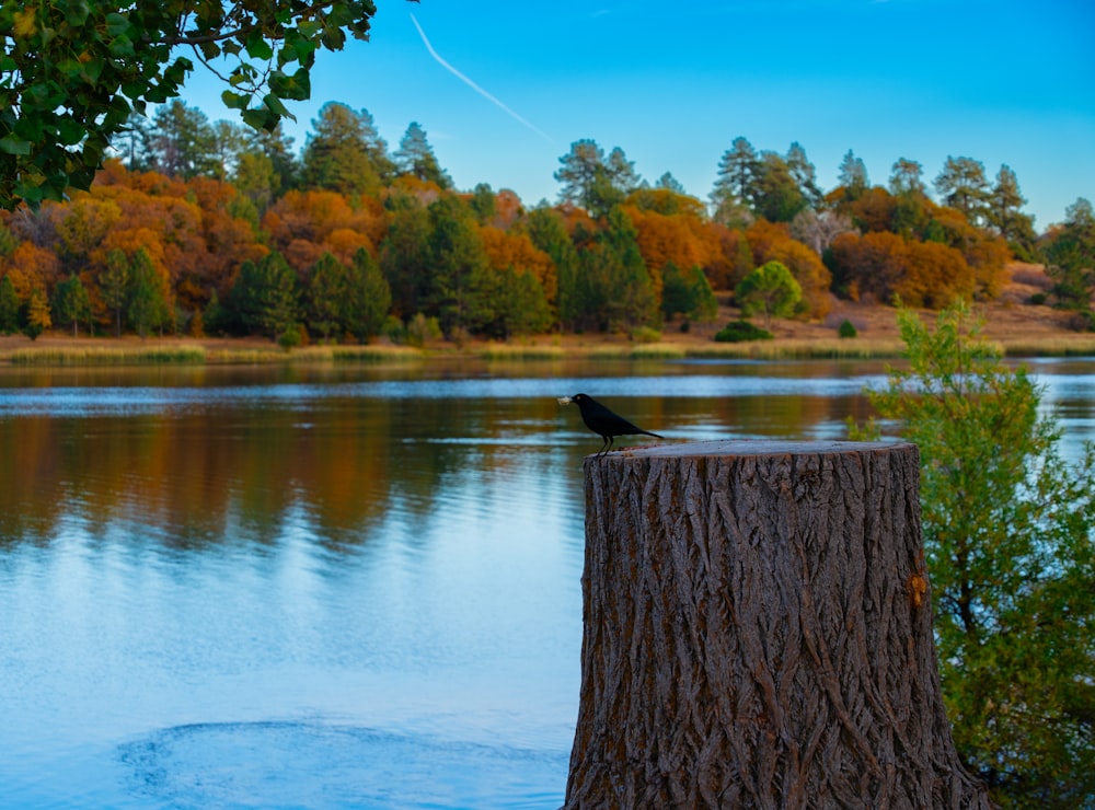 a bird sitting on top of a tree stump next to a lake