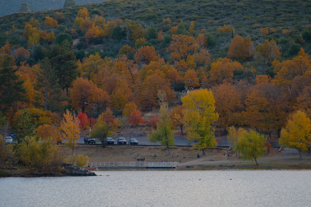 a body of water surrounded by lots of trees