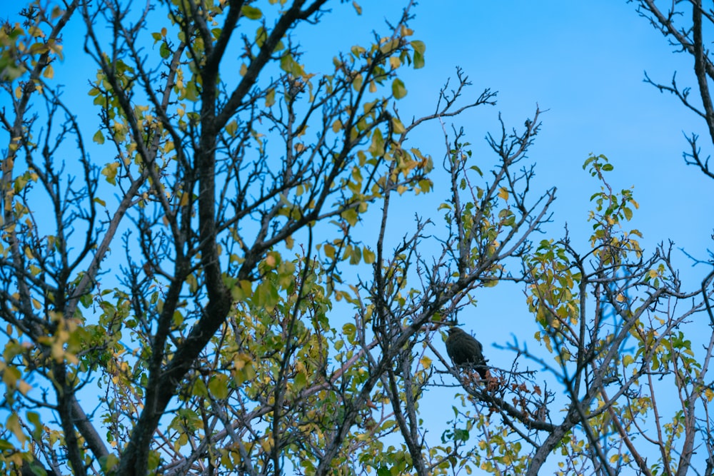 a bird is sitting in a tree with no leaves