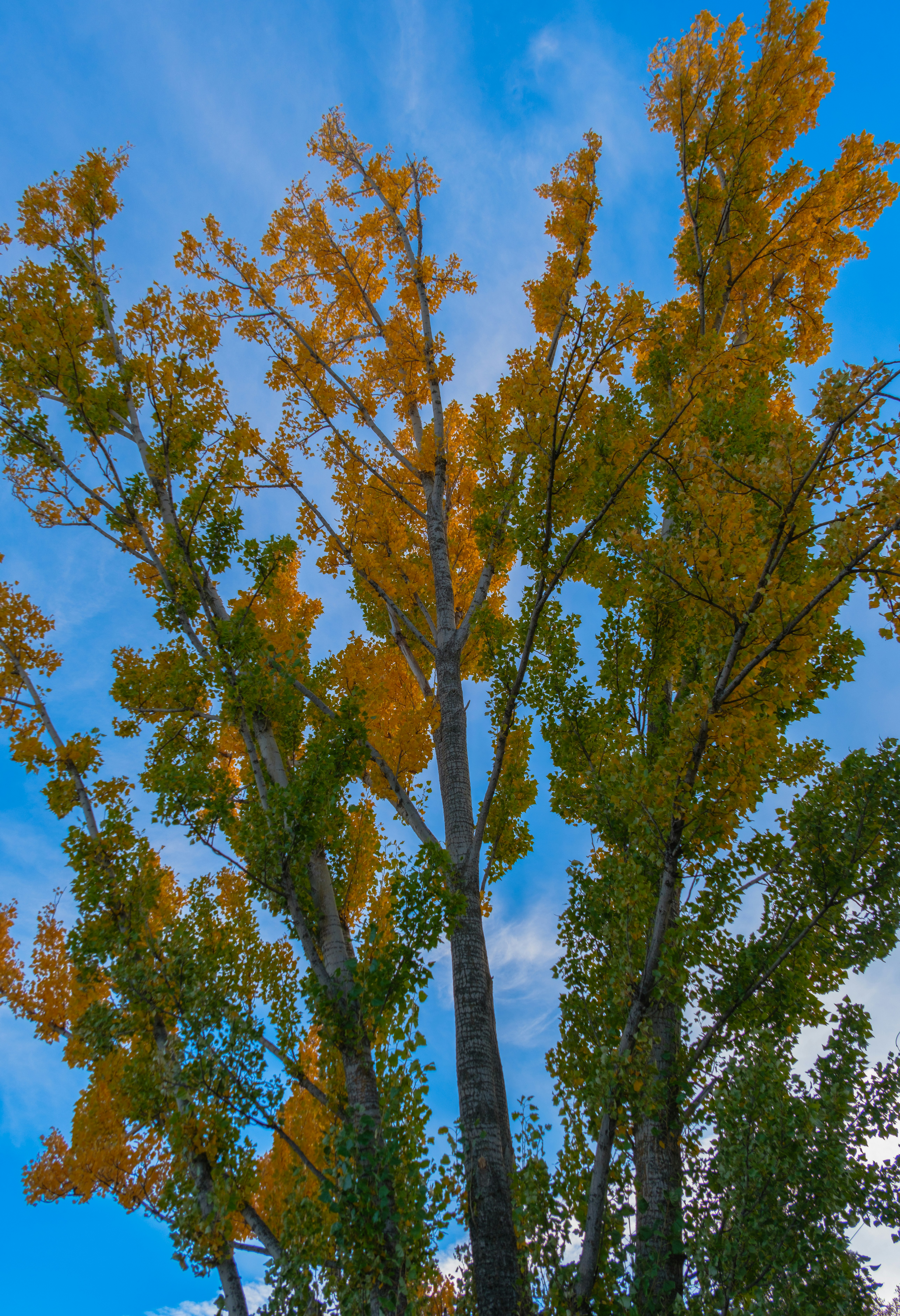 quelques arbres qui sont l’un à côté de l’autre