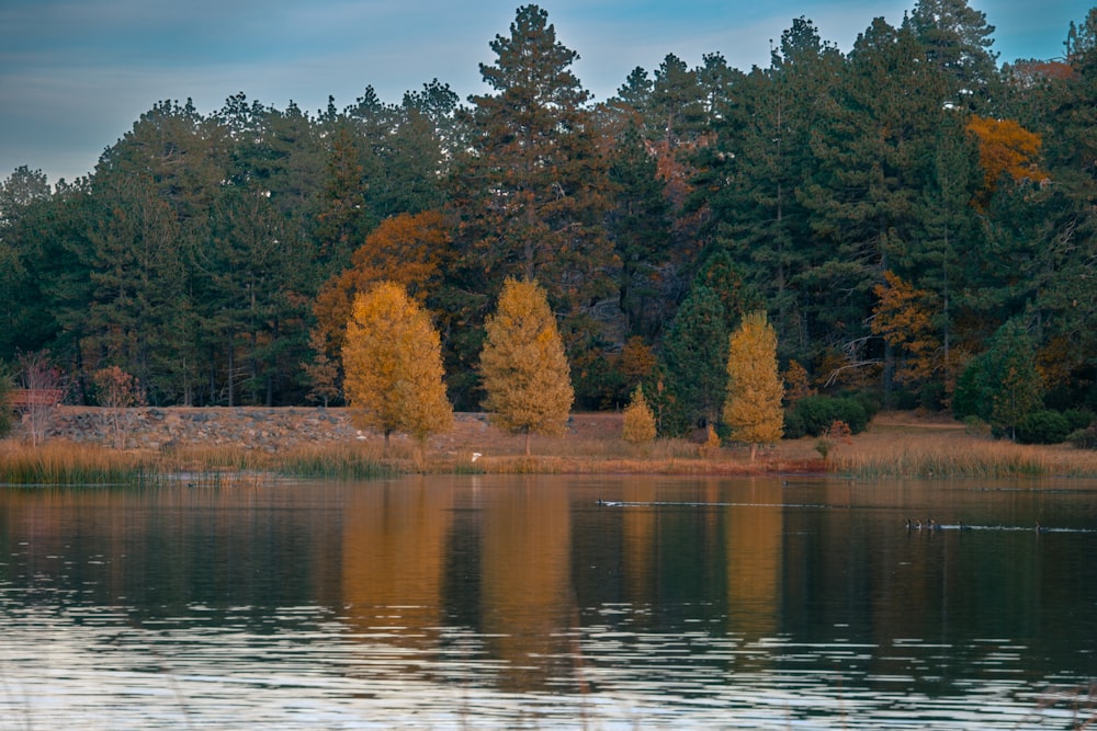 a body of water with trees in the background