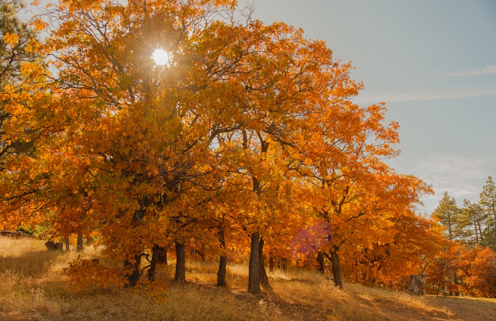 the sun shines through the leaves of a tree