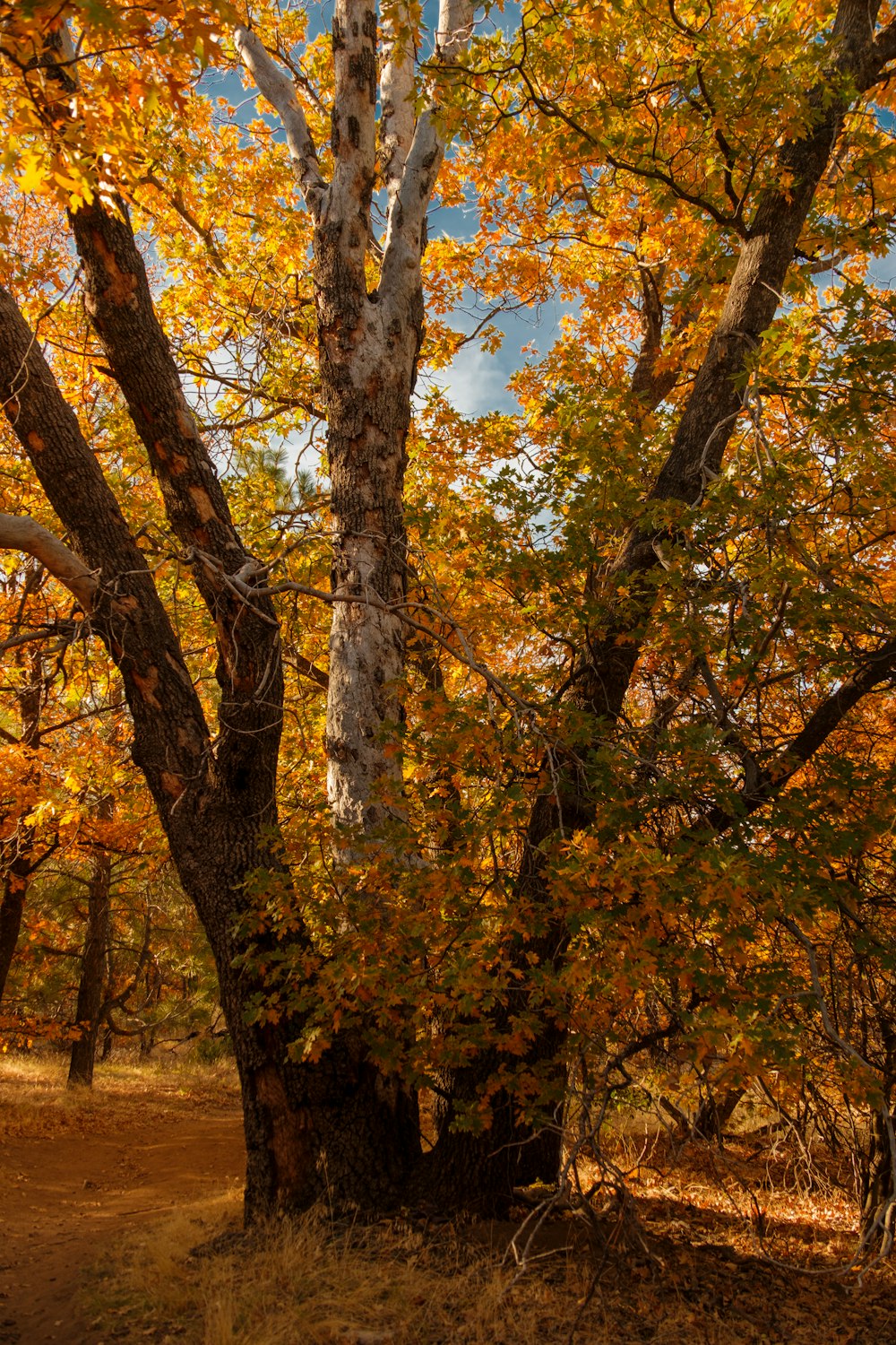 a bench sitting in the middle of a forest