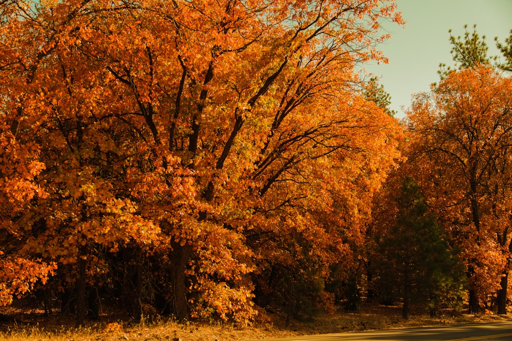 a road surrounded by trees with orange leaves