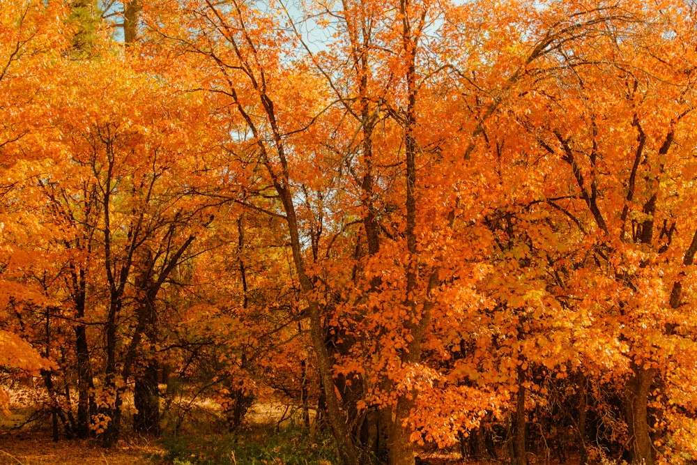 a forest filled with lots of yellow and orange trees