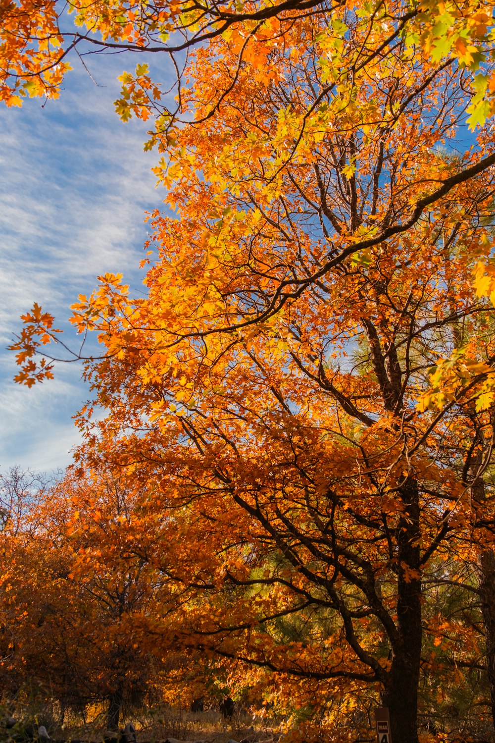 a group of trees with orange and yellow leaves