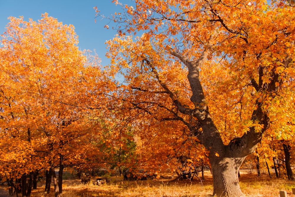 a group of trees that are in the grass