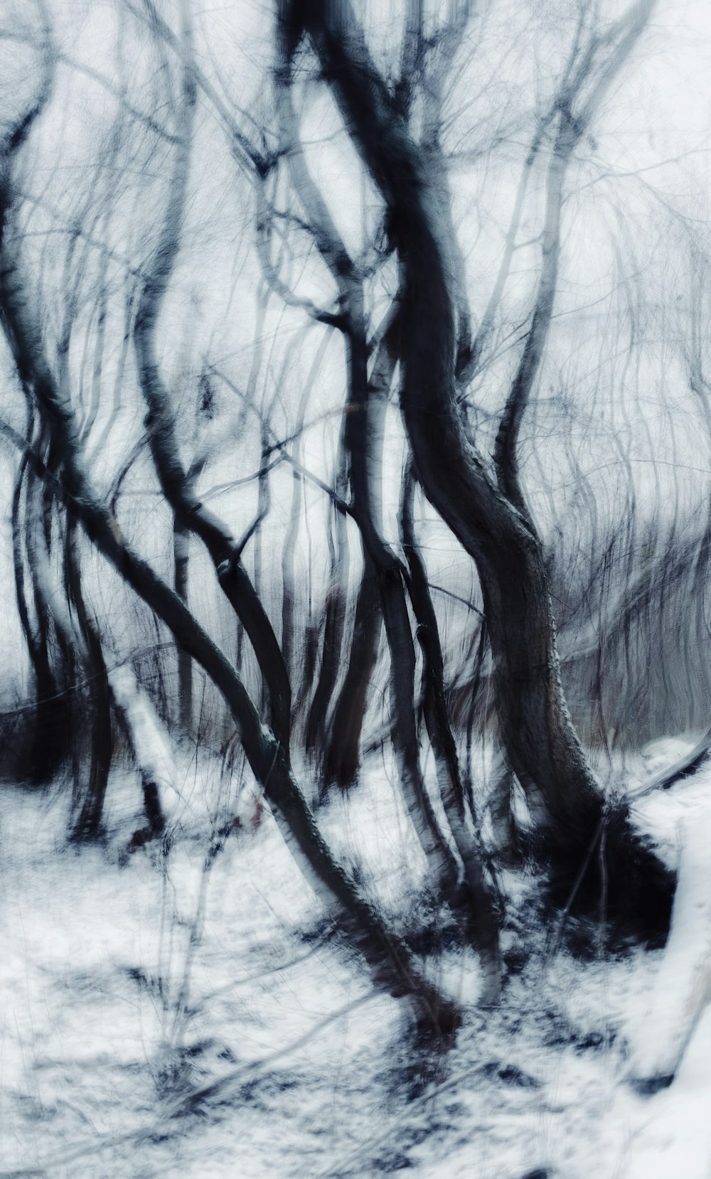 a black and white photo of trees in the snow