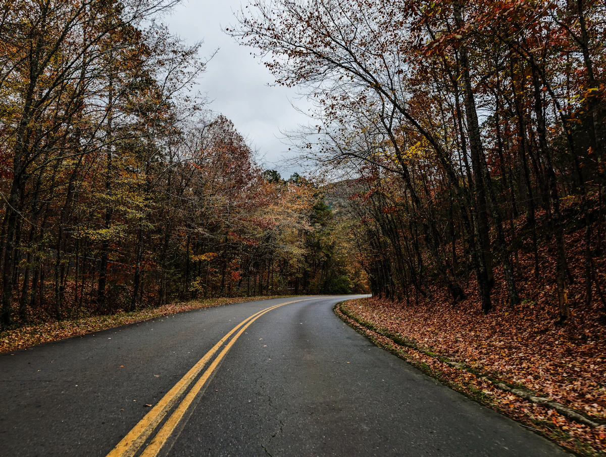 An empty road through late autumn trees
