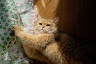 An orange cat lounging on a sunny windowsill, eyes half-closed.