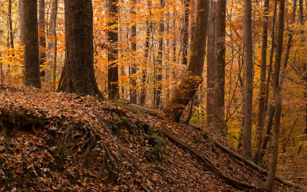 a forest filled with lots of trees covered in leaves