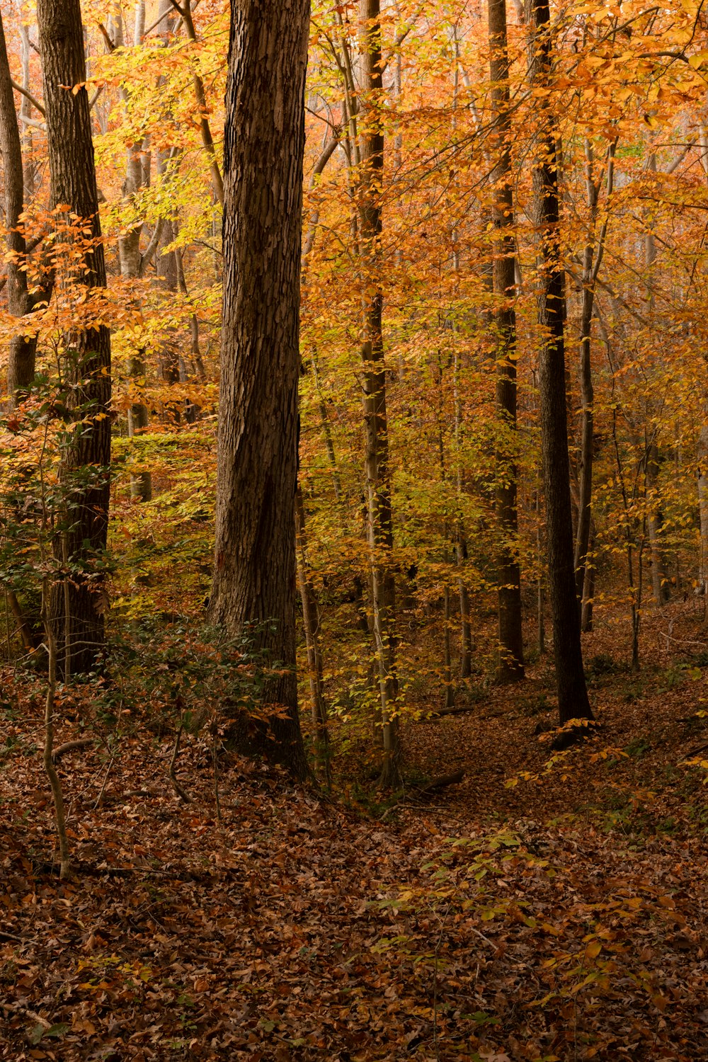 ein Wald mit vielen Bäumen, die mit Blättern bedeckt sind