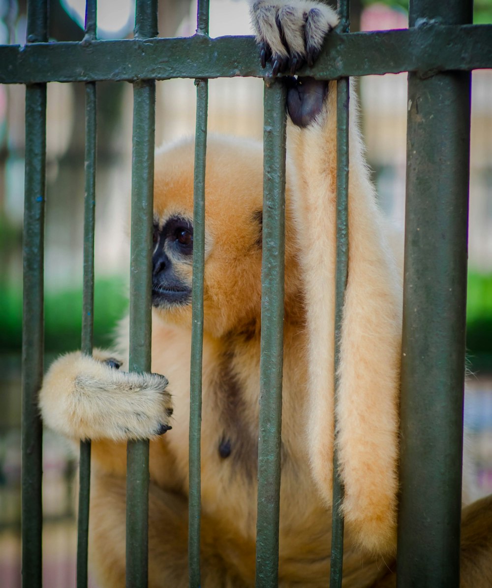 a monkey in a cage looking out of it's bars