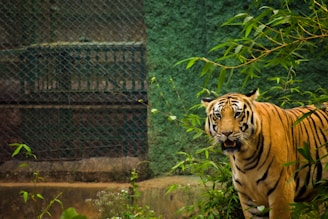 A tiger stands amidst lush green foliage, its piercing eyes directed forward. The backdrop features a fence and textured wall, suggesting the setting is a zoo or animal sanctuary. The tiger's stripes contrast sharply with its rich orange fur.