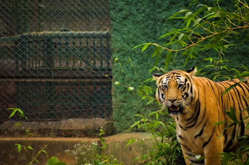 A tiger stands amidst lush green foliage, its piercing eyes directed forward. The backdrop features a fence and textured wall, suggesting the setting is a zoo or animal sanctuary. The tiger's stripes contrast sharply with its rich orange fur.