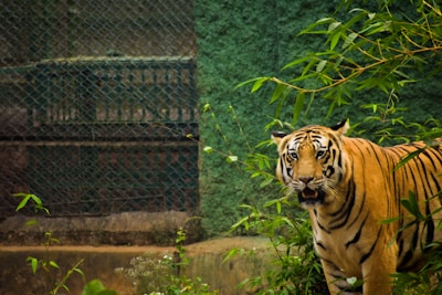 A tiger stands amidst lush green foliage, its piercing eyes directed forward. The backdrop features a fence and textured wall, suggesting the setting is a zoo or animal sanctuary. The tiger's stripes contrast sharply with its rich orange fur.