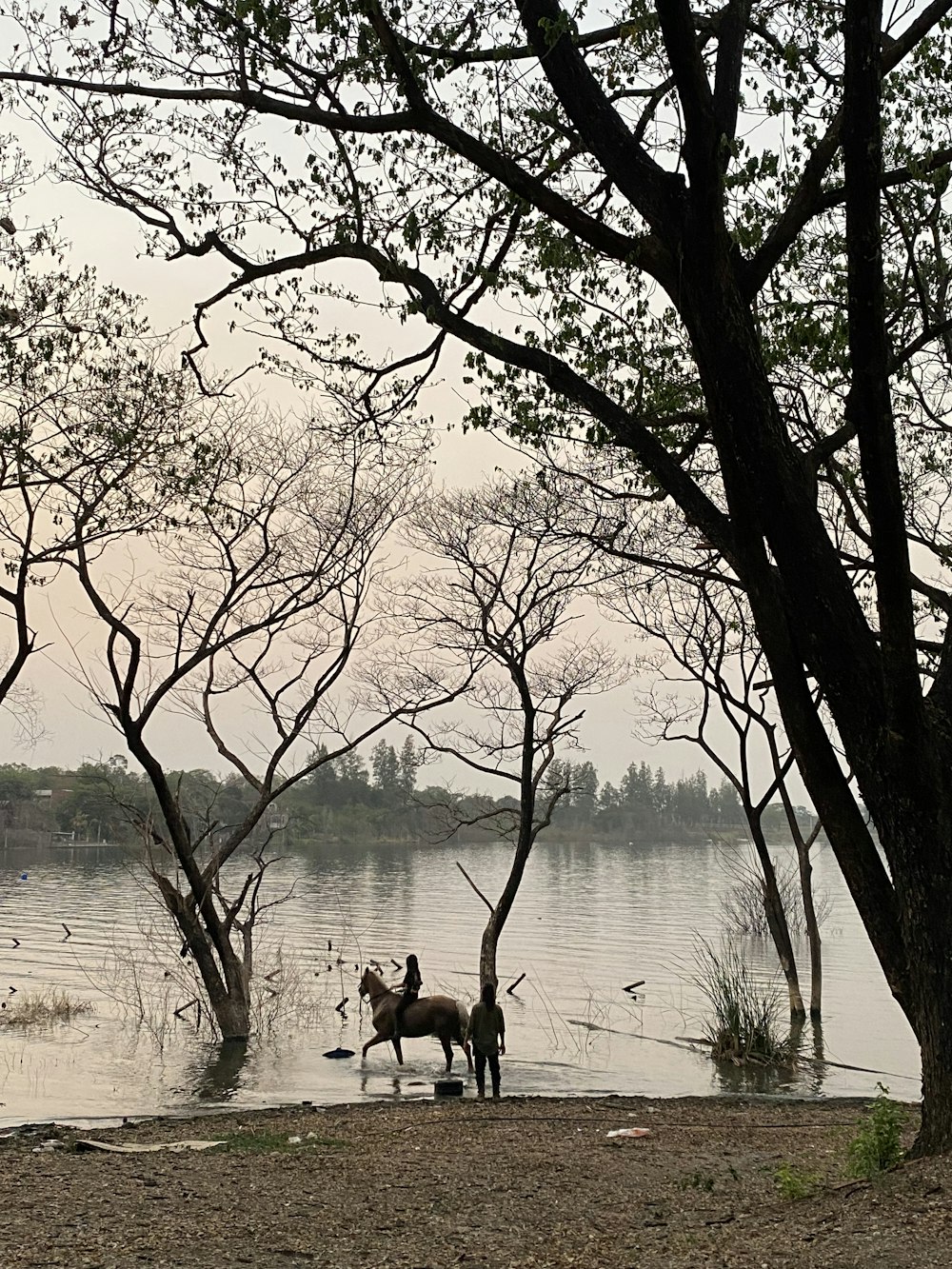 a couple of horses standing next to a lake