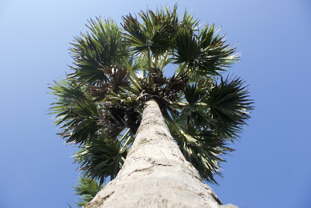 a tall palm tree with a blue sky in the background