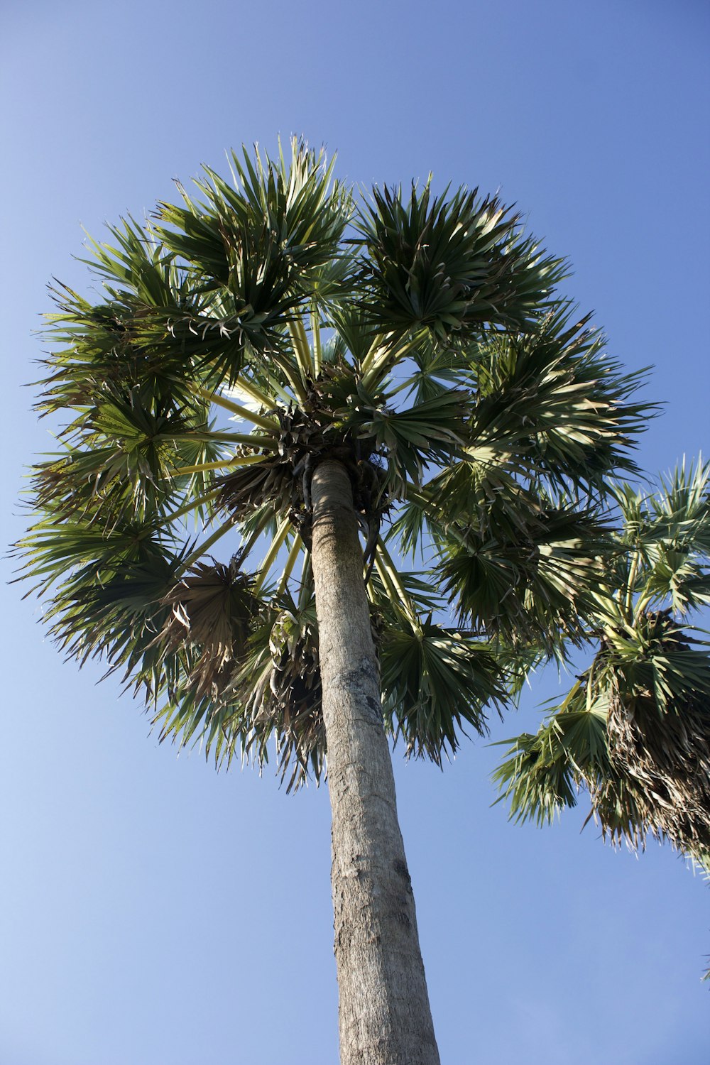 a tall palm tree with a blue sky in the background