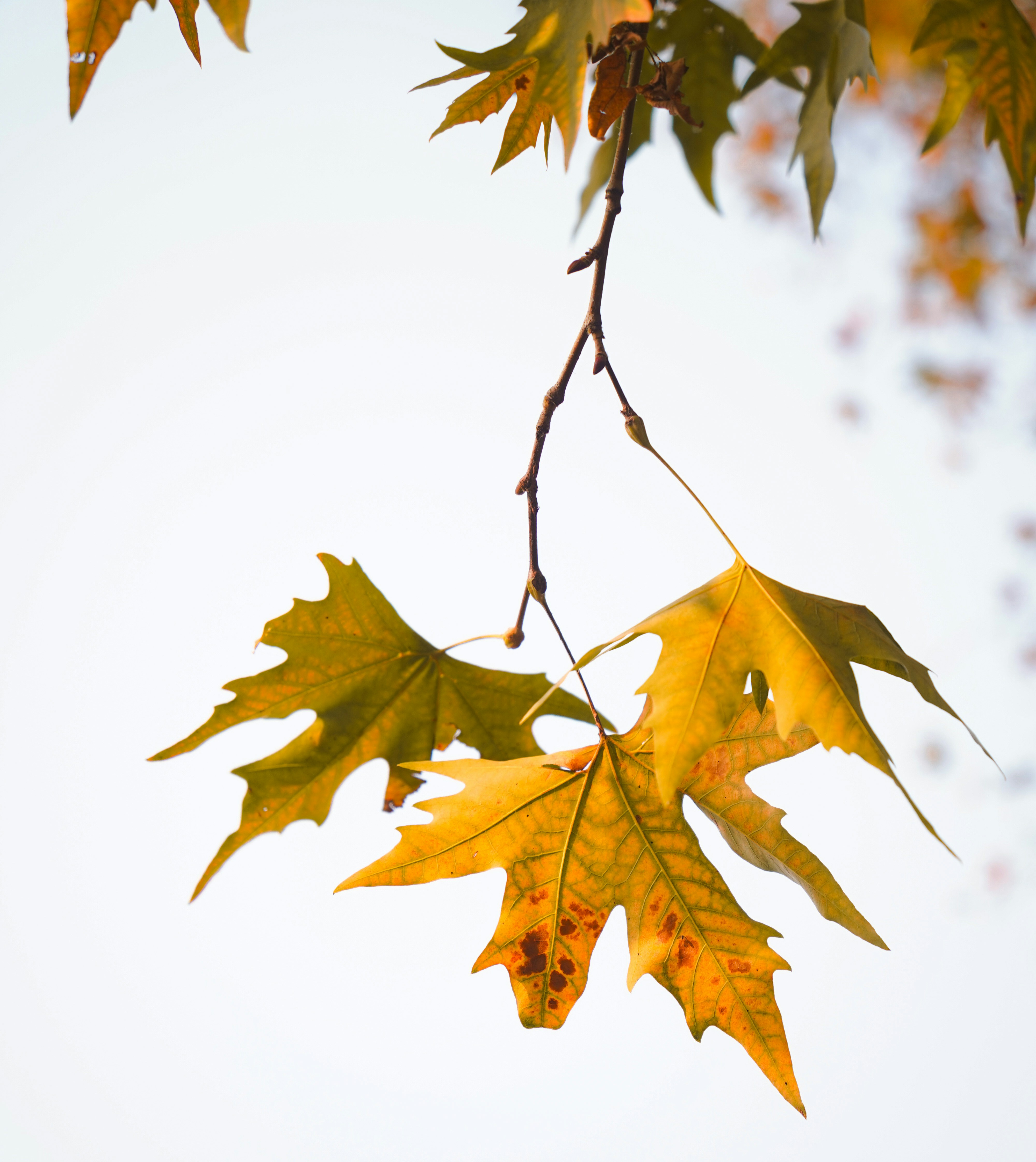 Photo by haziqfarooqi_