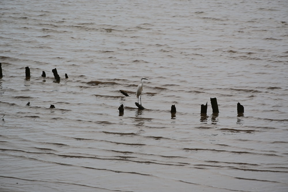 a bird is standing on a piece of wood in the water