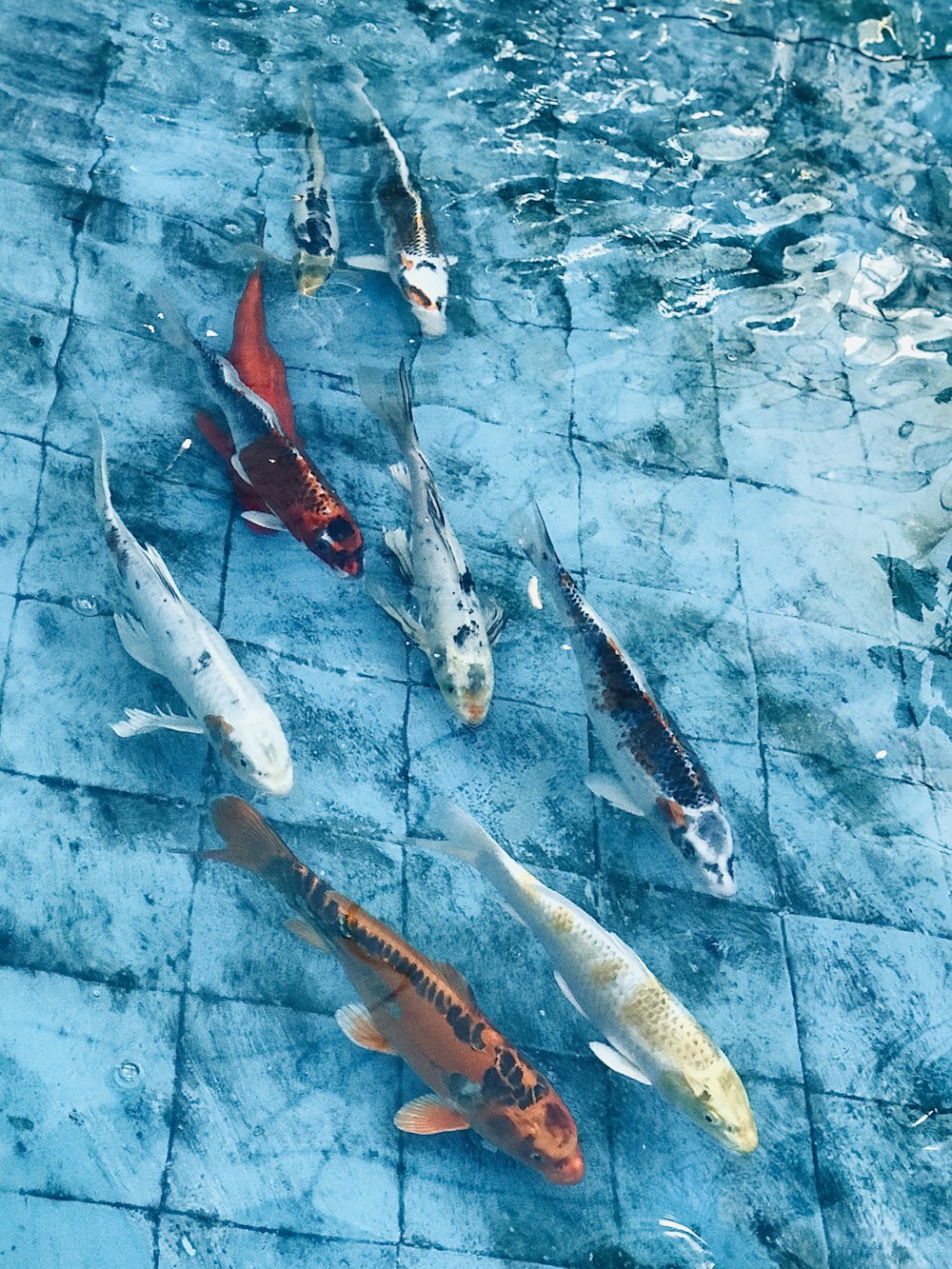 a group of fish that are swimming in some water